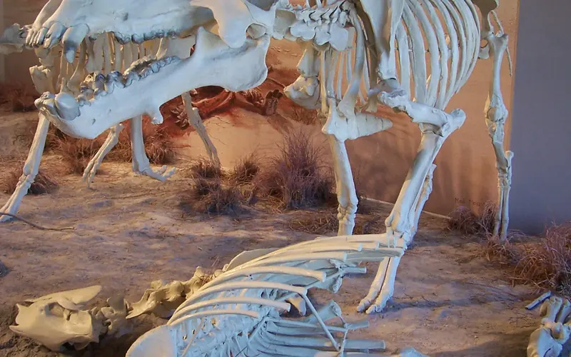 The Dinohyus was a scavenger, nicknamed "Terrible Pig"