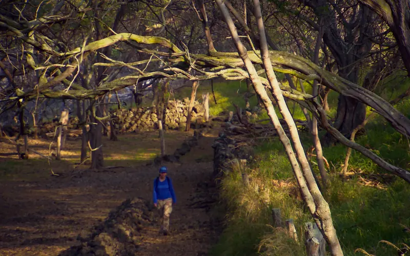 Photograph of woman walking along a segment of trail underneath a shaded tree canopy