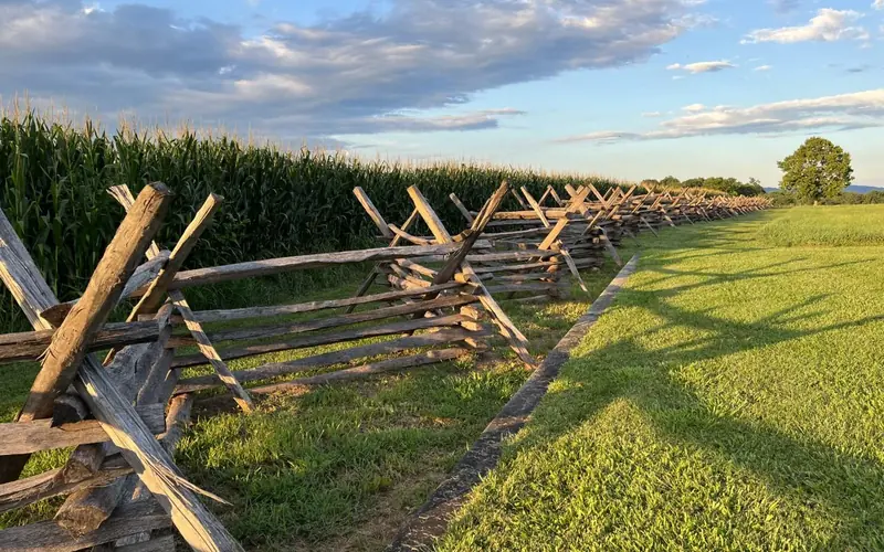 wood fence rails with green corn stalks behind fence