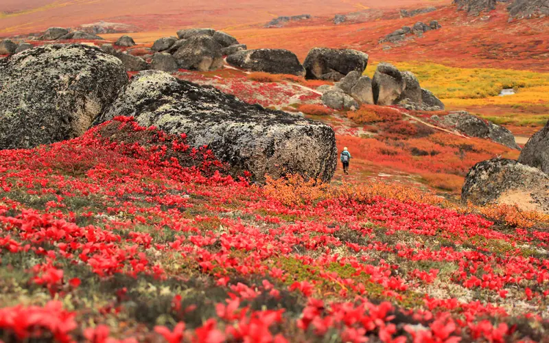 A hiker is seen in the distance as autumn colors dominate the tundra landscape.