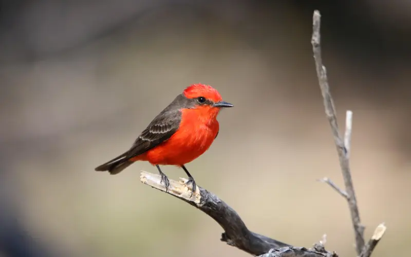 Vermilion Flycatcher
