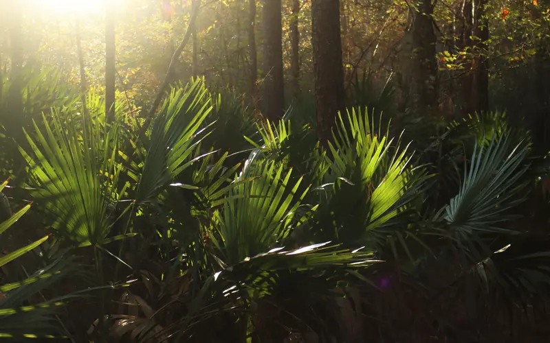 A patch of palmettos glowing in warm afternoon sunlight in a forest.