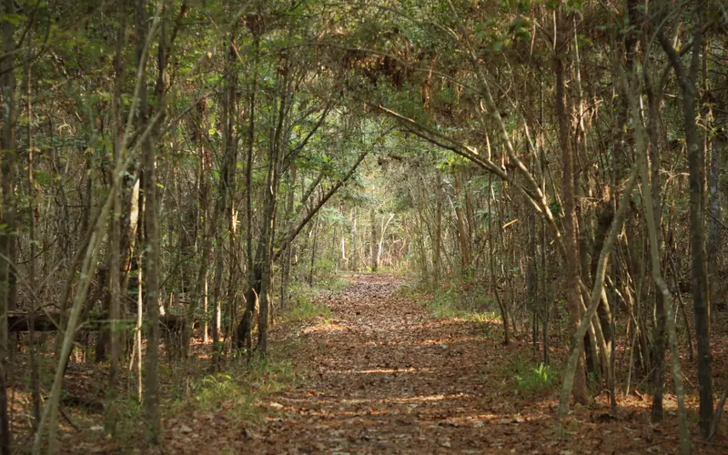 A leaf-covered trail leading through a tree tunnel of dense green vegetation.
