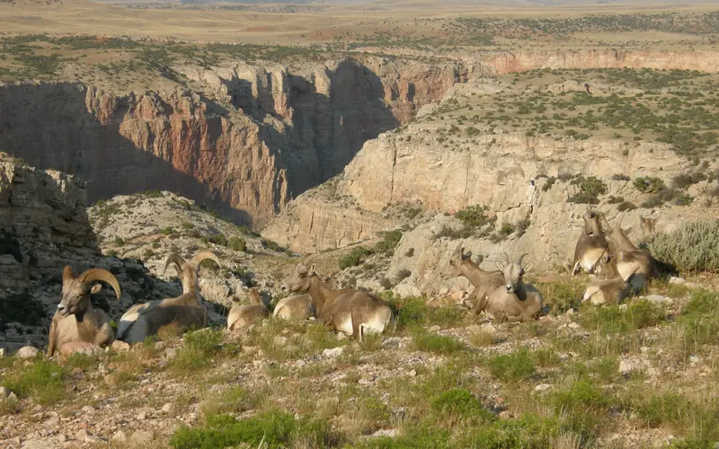 Bighorn Sheep Overlooking the Canyon