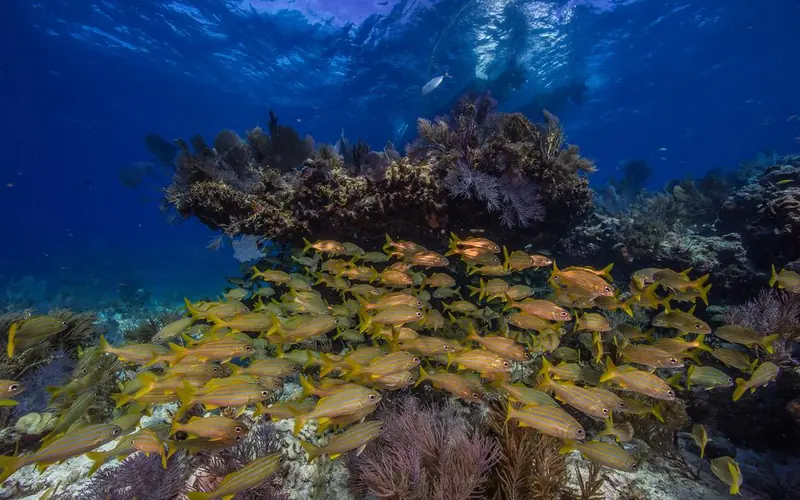 Underwater view of coral reef with a large school of yellow and blue fish