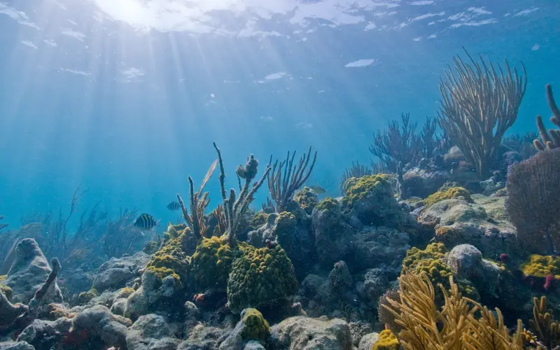 The coral reefs are located mostly on the Eastern side of the park.