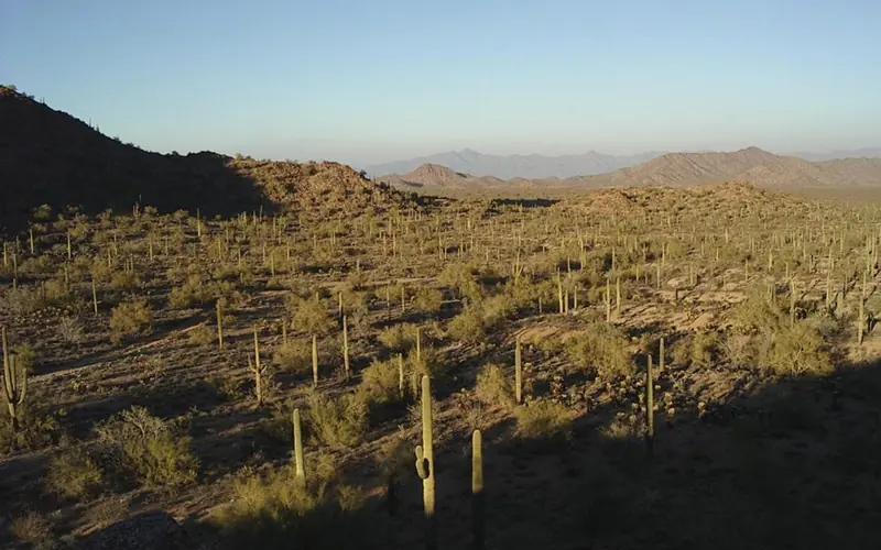 A forest of tall, multi-armed Saguaro cacti stretches out towards the horizon.