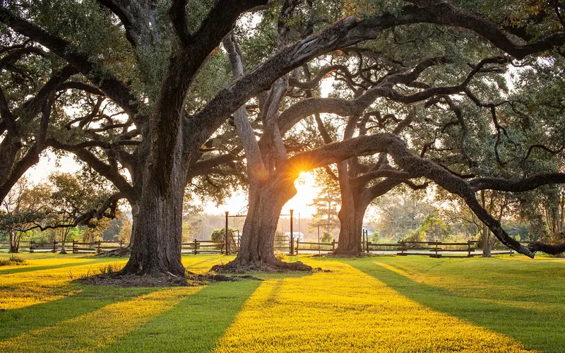 The sunrise shines through Live Oak trees at Oakland Plantation.