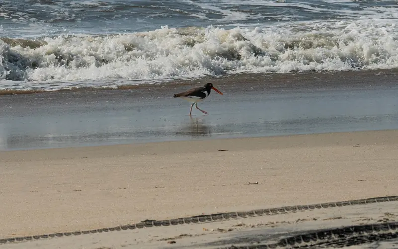 A bird with orange bill and orange legs runs along the tide line. Waves in the background