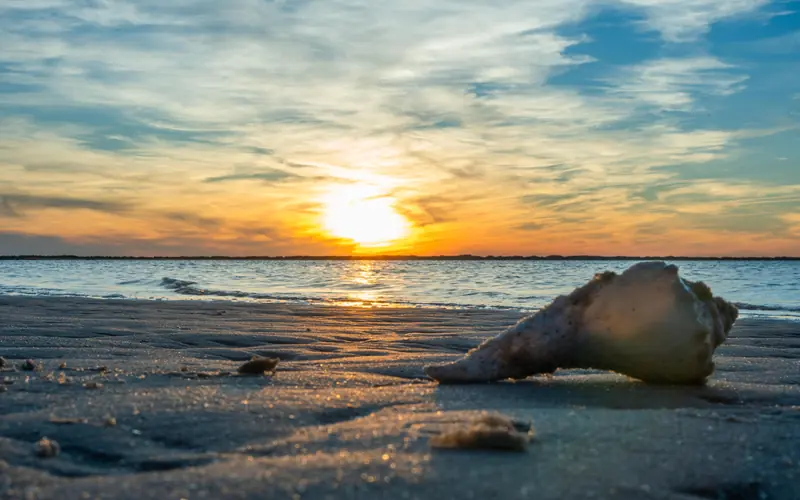 A seashell lays in the sand, with the sun setting in the background.