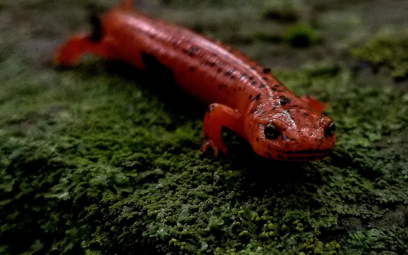 A slender-bodied, red salamander with black spots across its body.