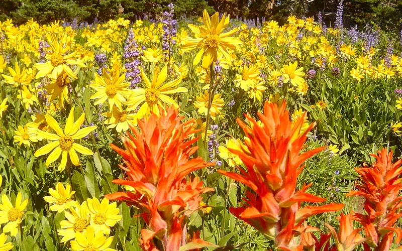Yellow sunflowers and orange paint-brush wildflowers in a meadow.