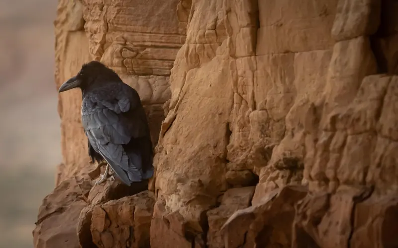 A raven perched on the side of a canyon wall.