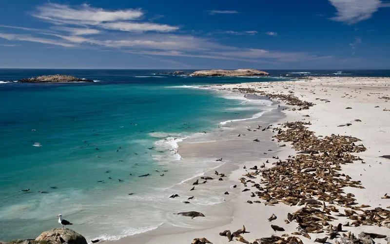 Brown seals and sea lions on white sand beach with blue water and partly cloudy sky.