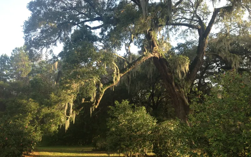 Live Oak