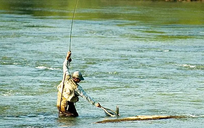Angler in waders landing a fish using a landing net.