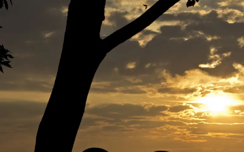 Cannon on Lookout Mountain