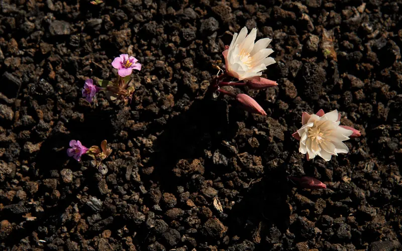 Small purple flowers and larger white flowers with reddish stems grow out of black volcanic rock