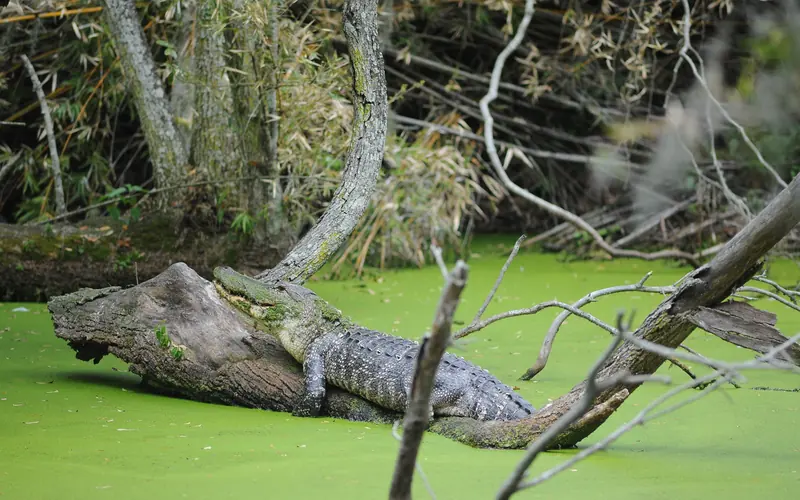 Alligator resting on a log in pond