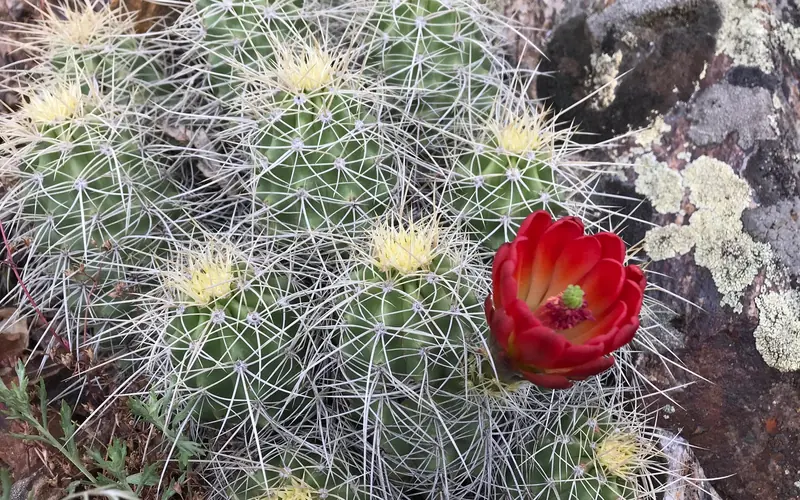 Hedgehog Cactus flower blooming along the Crystal Trail