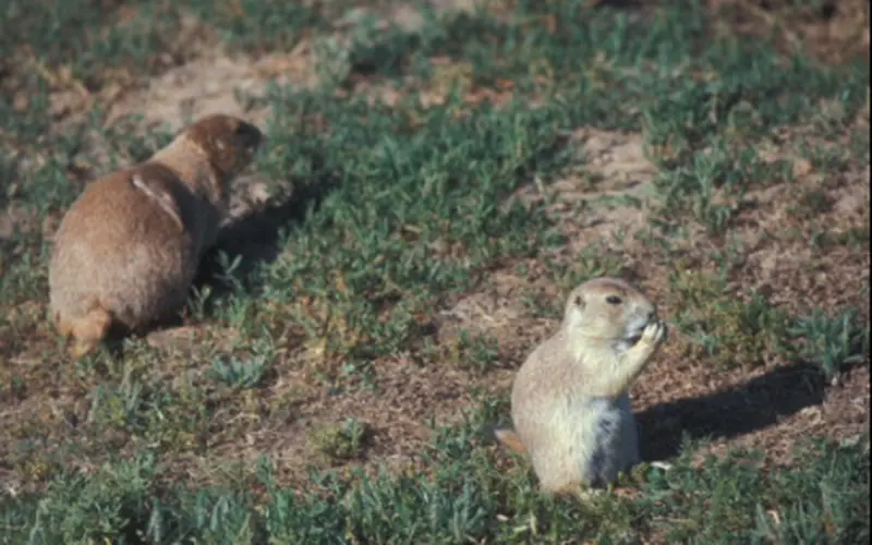 Prairie dogs at Devils Tower