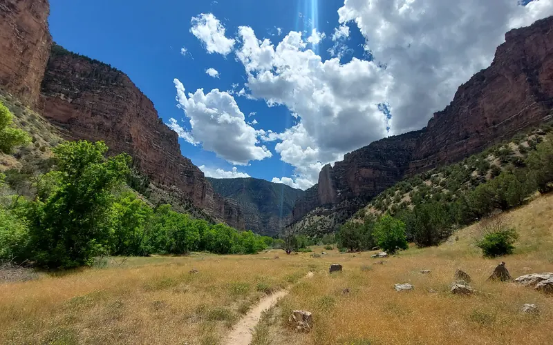 A large sandstone canyon with golden grasses and green trees growing inside.