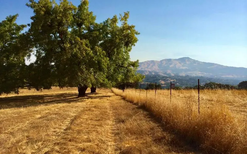 A tree is seen sitting against a small mountain background. A fence runs along the right side.