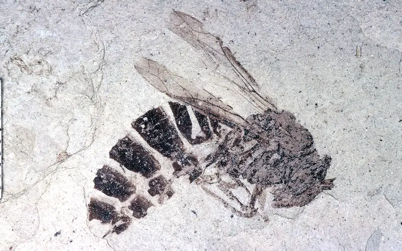 palaeovespa, ancient wasp