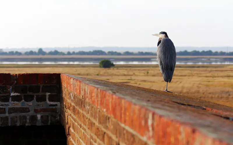 A great blue heron stands watch on top of the fort's brick walls.