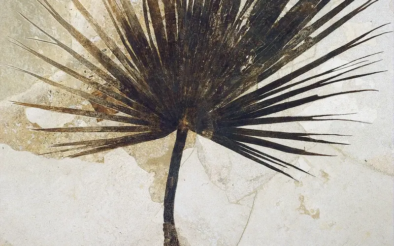 fossil palm frond