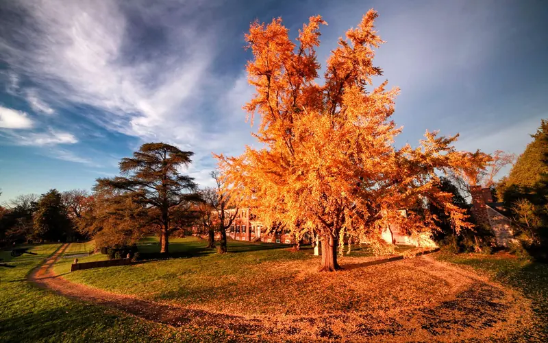 Trees with fall colors in front of large brick manor house
