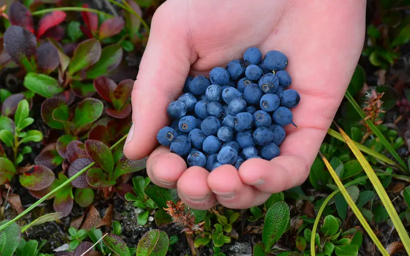 Handful of blueberries