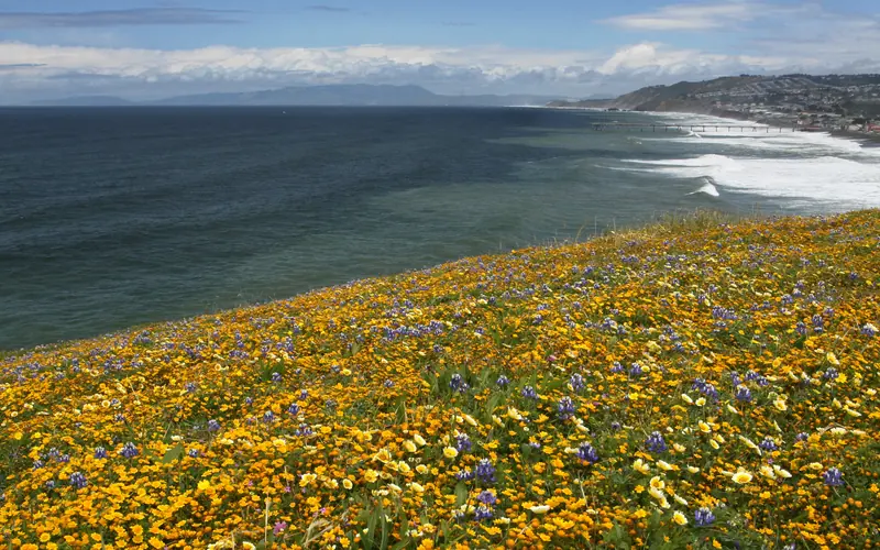 Mori Point view north with yellow an blue flowers, the blue-green Pacific Ocean and Mt. Tamalpais.