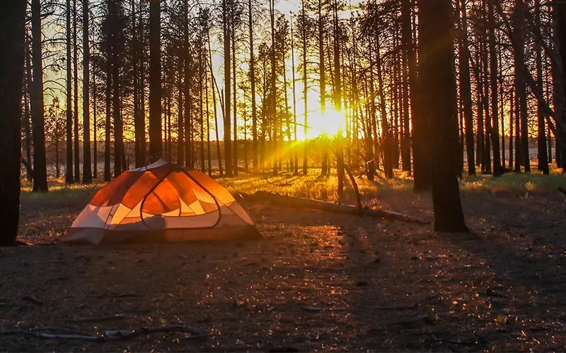 The sun sets behind a grove of ponderosa trees lighting up an orange tent with a warm glow
