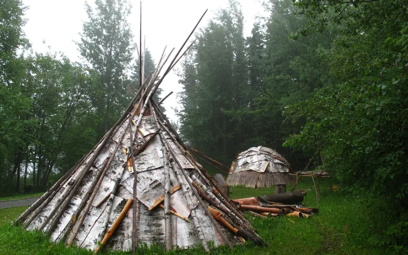 Birch bark lodges among trees.