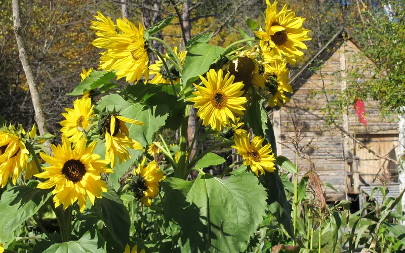 Sunflowers blossoms in front of log building