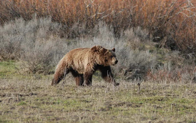 Grizzly bear running through dry grass with shrubs behind