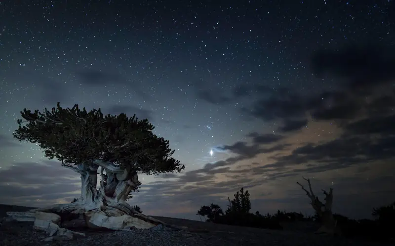 Bristlecone pine tree with a dark blue sky behind it with a bright Jupiter shining