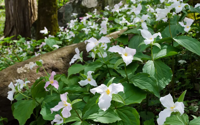 A hillside in the forest covered with white trillium flowers