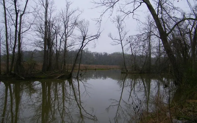 a creek from ground level