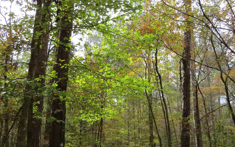 Sunlight shining through the tree canopy along the nature trail