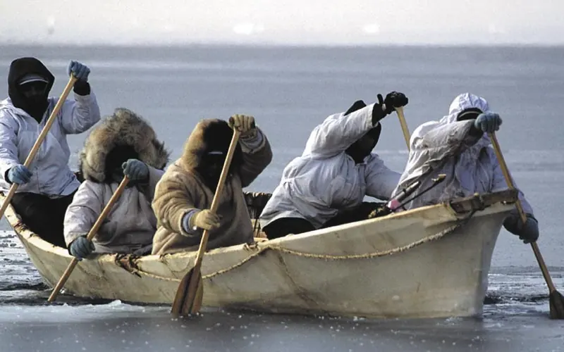 Five people in heavy clothing paddle a skin canoe in icy waters