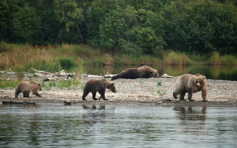 Three bears walk near a sleeping bear