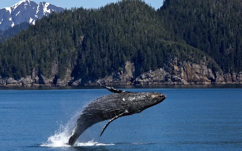 a humpback whale breaches