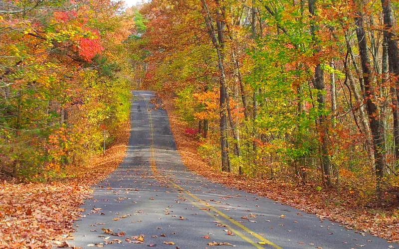 Scenic Driver (AL Hwy 176) in the Fall