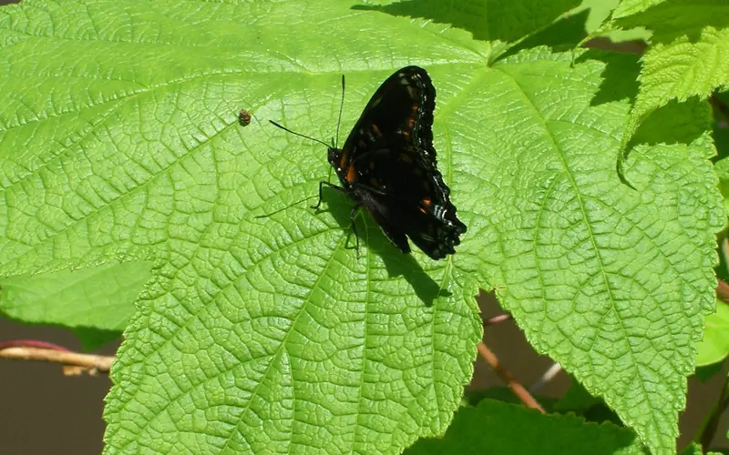 butterfly lands on a maple leaf