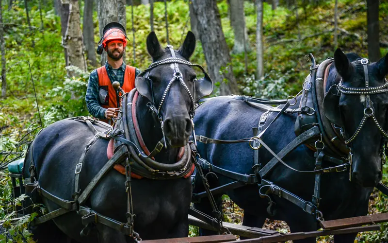 two horses plugging logging cart with logger wearing hard hat