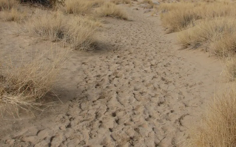 A lonely desert trail leads to tall sand dunes