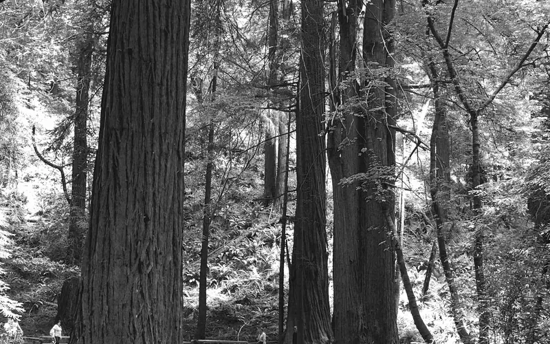 A wooden bridge crosses Redwood Creek in the redwood forest