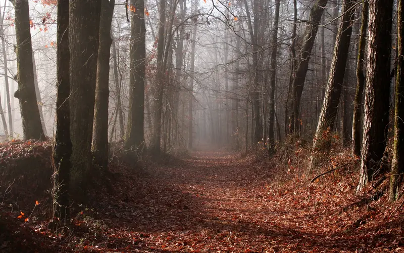 A foggy section of the Old Trace in autumn
